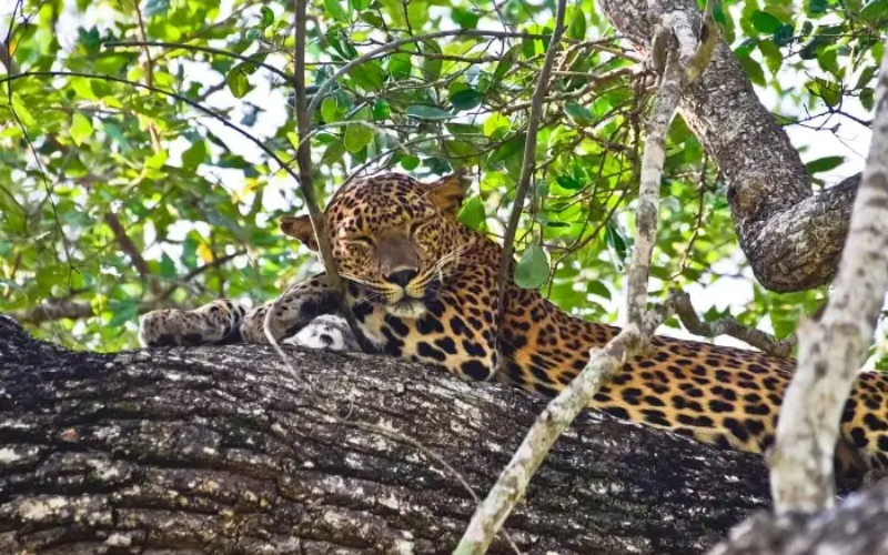 Galway's Land National Park- Sri Lanka