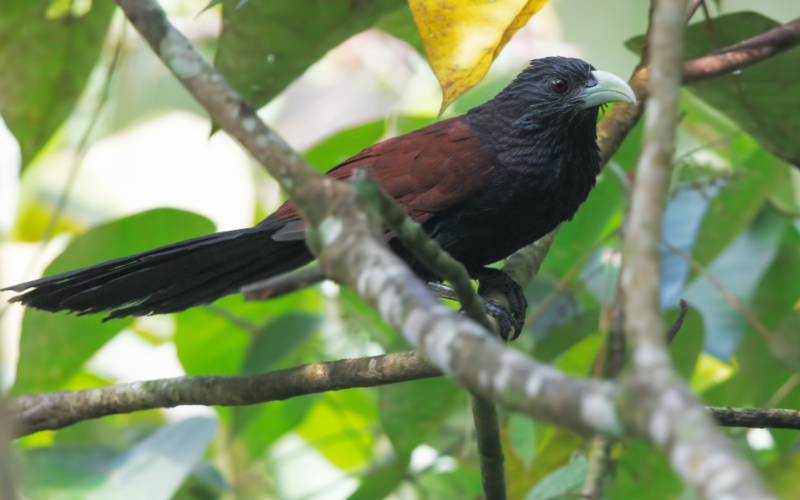 Green-Billed Coucal