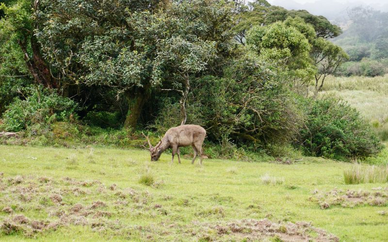 Horton Plains National Park Camping