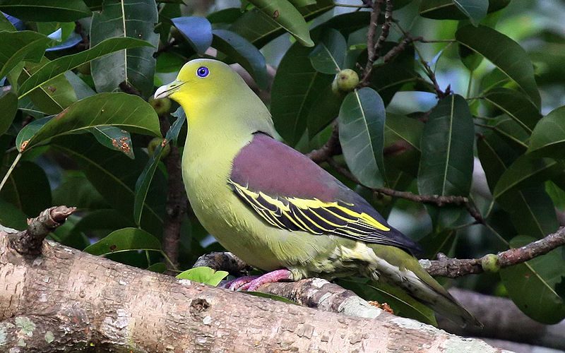 Kaudulla_Pompadour_Green_Pigeon