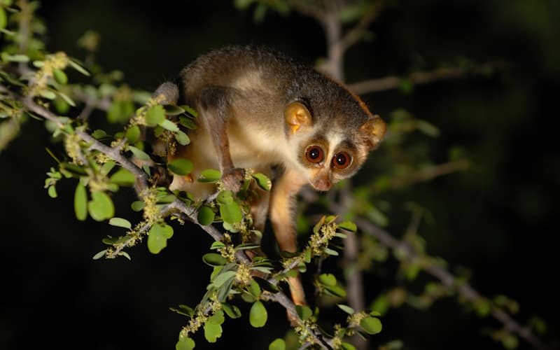 Loris Sri Lanka