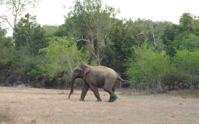 Lunugamvehera National Park