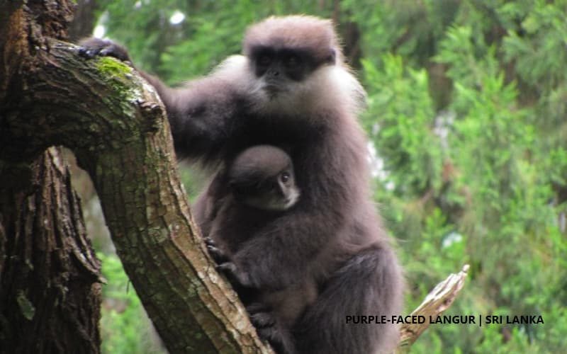 Purple-faced Langur Sri Lanka