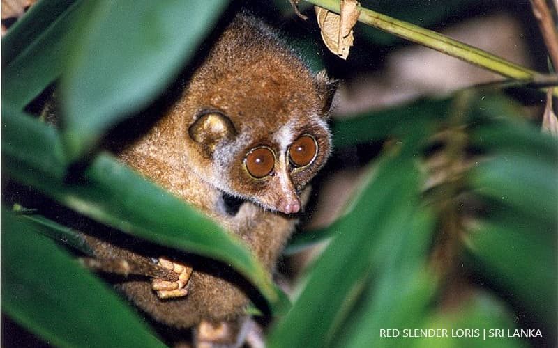 Red Slender Loris