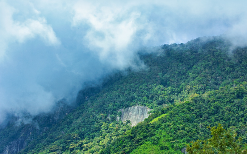 Sinharaja Forest Reserve - Sri Lanka