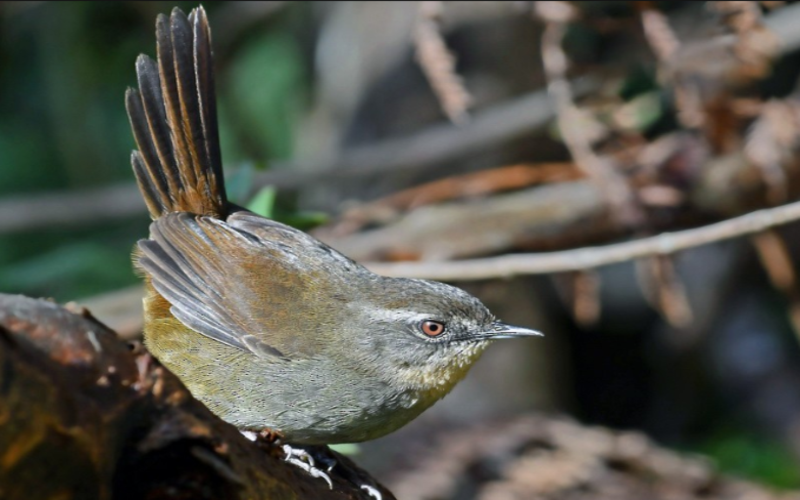 Sri Lanka Bush-Warbler