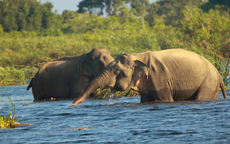 Sri Lanka Elephents