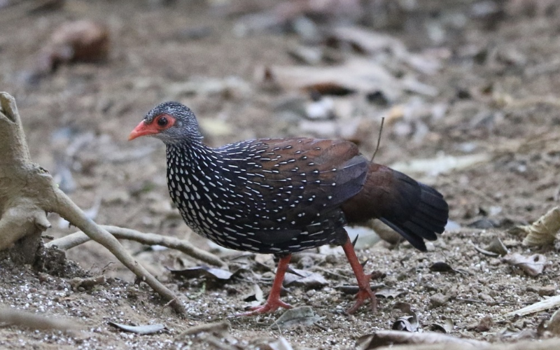 Sri Lanka Spurfowl