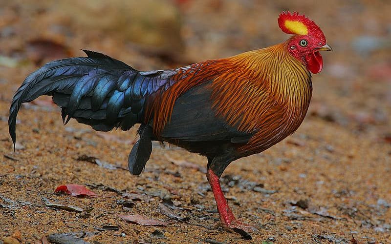 Sri Lankan junglefowl (1)