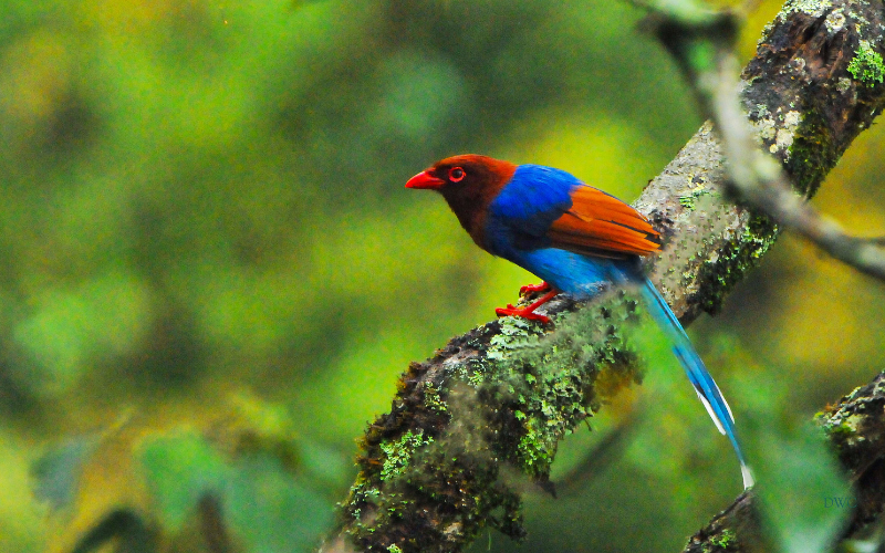 Sri Lanka's Blue Magpie