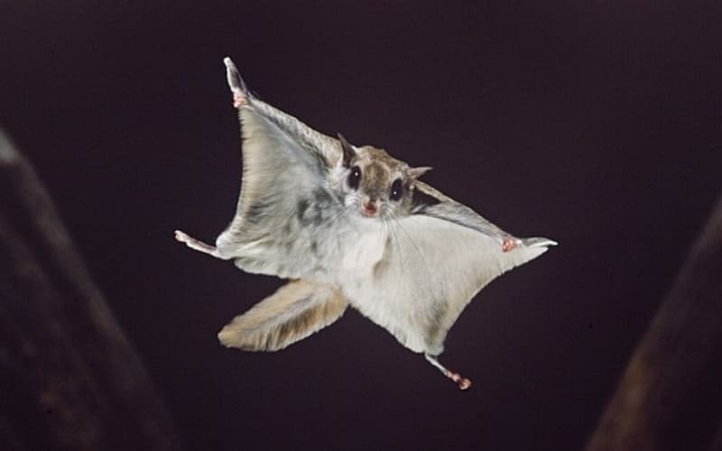 TRAVANCORE THE FLYING SQUIRREL SRI LANKA