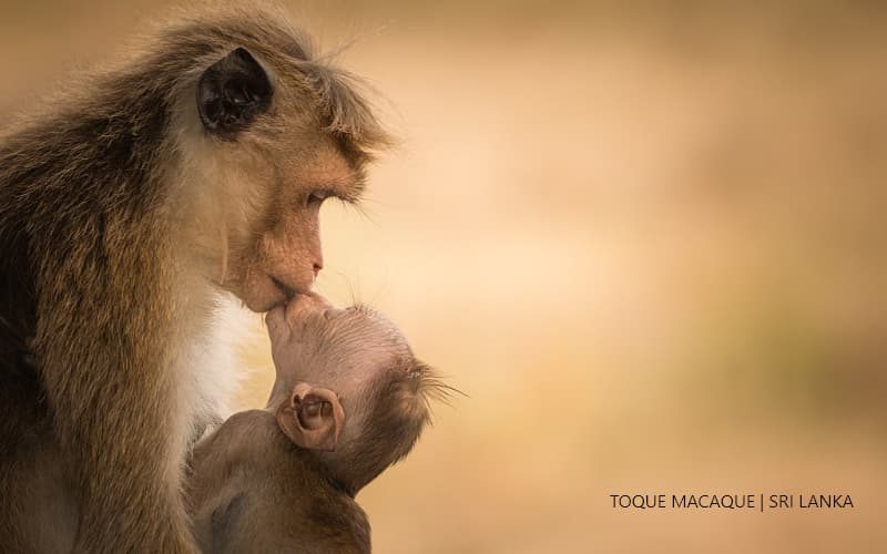 Toque Macaque Mom and Son Sri Lanka