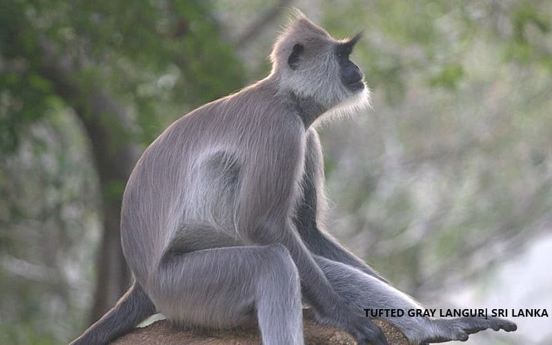 Tufted Gray Langur Sri Lanka