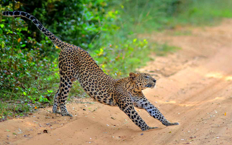 Wilpattu National Park- Leopard