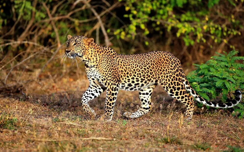 Yala National Park - Leopard